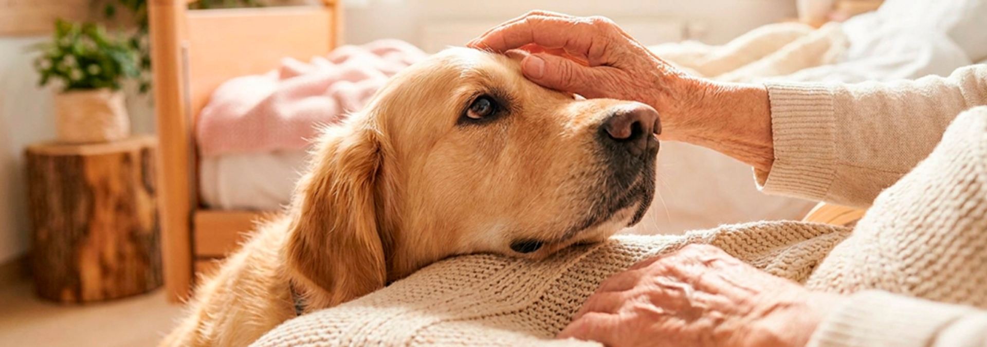 banner Pet Therapy
