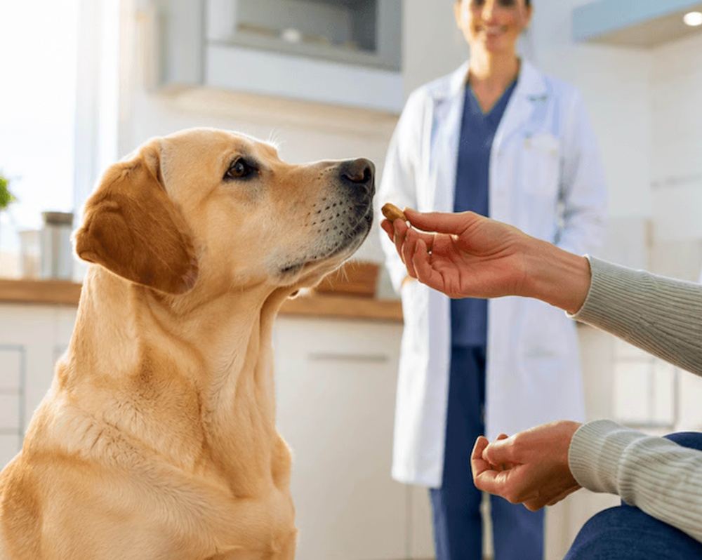 Pet Therapy 4