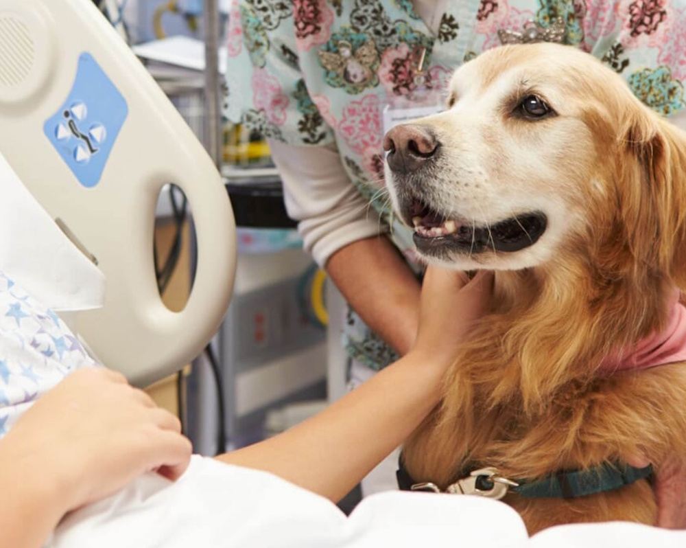 Pet Therapy 7